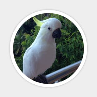 Sulphur Crested Cockatoo Magnet